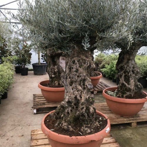 Mature Olive trees in terracotta pots on wooden bases surrounded by other new plants to
                                buy in pots
