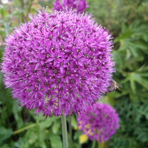 A huge round purple alium flower in front of dark green foliage